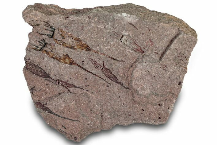Eocrinoid (Ascocystites) Mortality Plate - Ordovician #306206